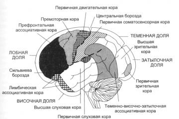 Localization of function in the cerebral cortex